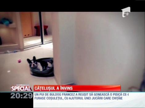 Special! Căţeluşul insistent