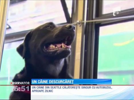 Un câine, client fidel al transportului public în comun