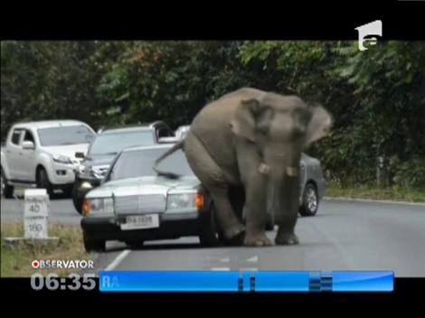 Maşinile vizitatorilor unui parc naţional din Thailanda au fost distruse de un elefant