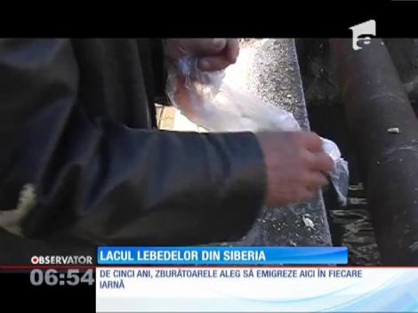 Lacurile din Piatra Neamţ au devenit reşedinţa de iarnă pentru zburătoarele din Siberia