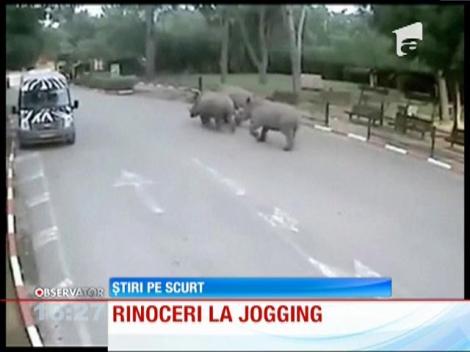 Rinoceri la jogging
