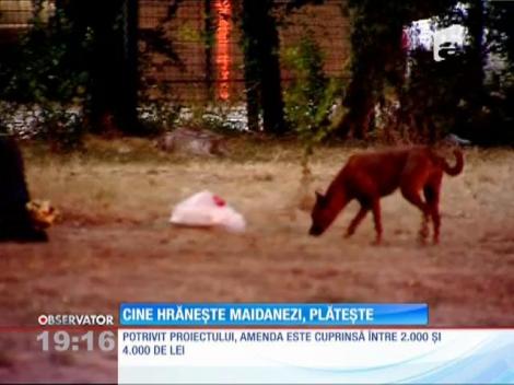 Cine hrăneşte maidanezi, plătește