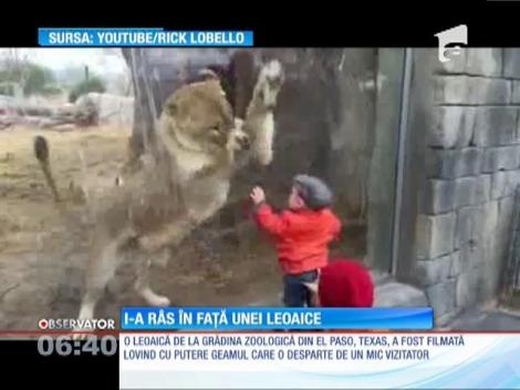 O leoaică a ajuns vedetă pe internet