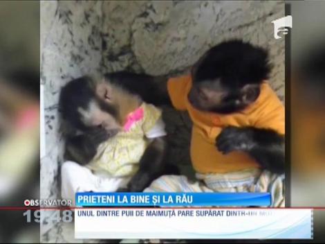 Scenă emoţionantă între doi pui de maimuţă