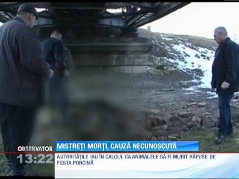 Mistreţi morţi, cauză necunoscută