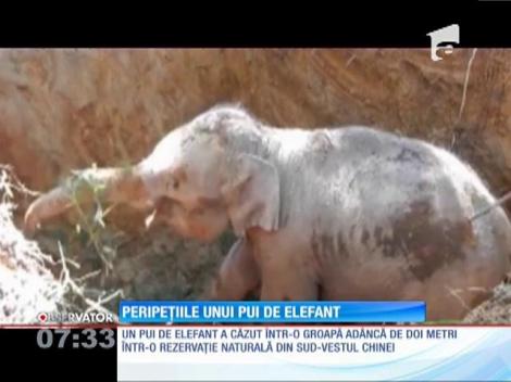 Pui de elefant, captiv într-o groapă adâncă de doi metri