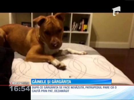 C&acirc;inele si gărgărița