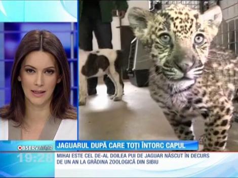 Un câine şi un jaguar sunt cei mai buni prieteni!