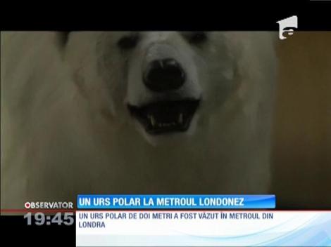 Un urs polar la metroul din Londra