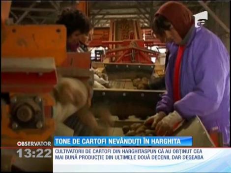 Tone de cartofi nevânduţi în Harghita