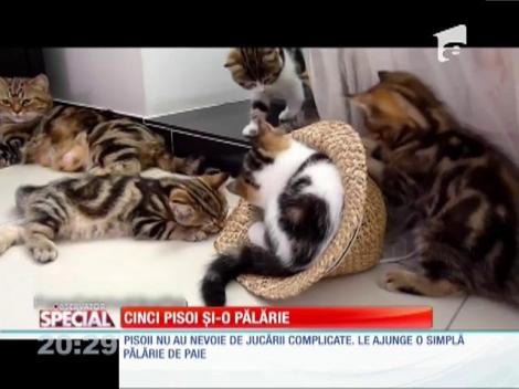 Special! 5 pisoi și-o pălărie