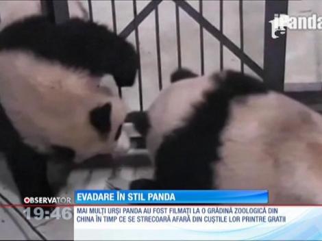 Evadare în stil panda