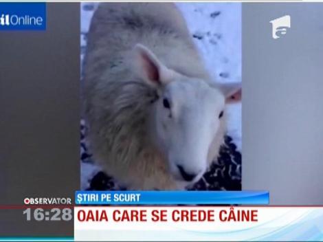 Oaia care se crede câine