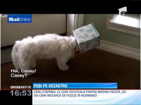 Căței puși pe făcut dezastru
