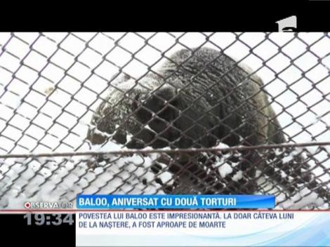 Ursul Baloo, mascota staţiunii Straja, a împlinit 15 ani