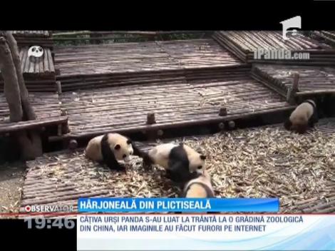 Câţiva urşi panda s-au luat la trântă la o gradină zoologică din China