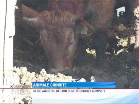 Animale chinuite pe un câmp din Arad