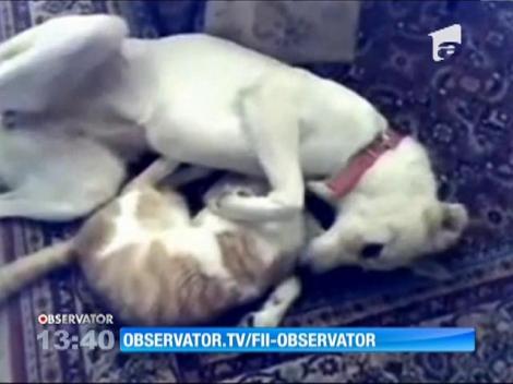 Prietenie neobișnuită