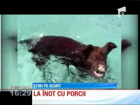 La înot cu porcii