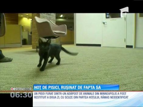 Hoț de pisici, rușinat de fapta sa