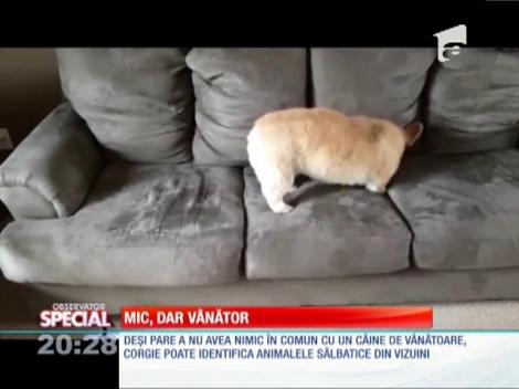 SPECIAL! Mic, dar v&acirc;nător!