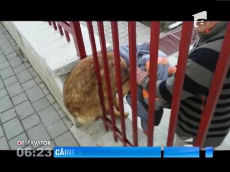 Câine salvat de pompieri