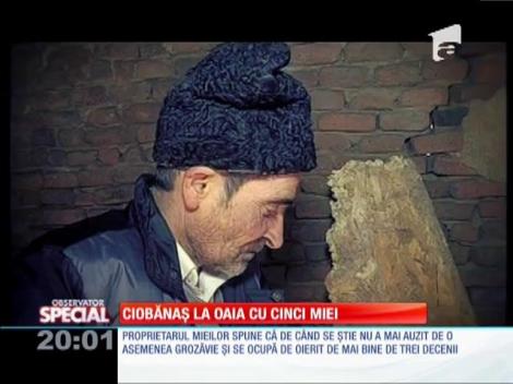 Un cioban din Sibiu este acum subiect de poveste! Una din oile lui a fătat nu unu, nici doi, ci chiar cinci miei