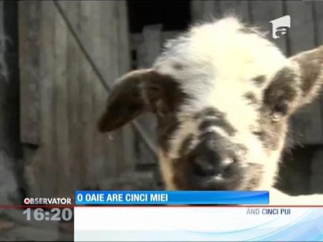 Un cioban din Sibiu este acum subiect de poveste! Una din oile lui a fătat nu unu, nici doi, ci chiar cinci miei