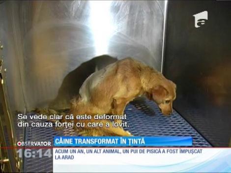 La Arad, animalele fara stapan au devenit tinte mobile