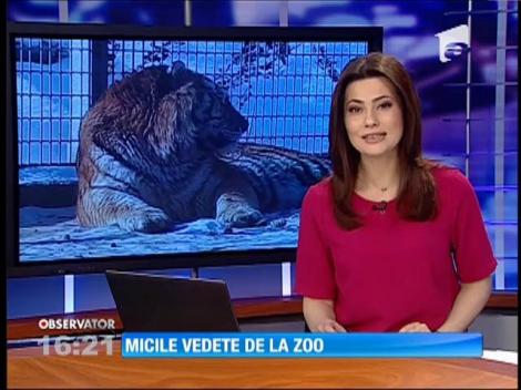 Vedete noi la grădina Zoologică dinBraşov