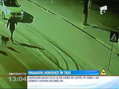 Pașcani: Doi tineri însoțiți de un câine de luptă au atacat câțiva pasageri aflați într-un taxi