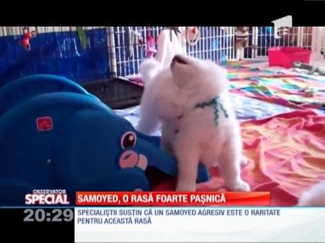 Special! Samoyed, o rasă foarte pașnică