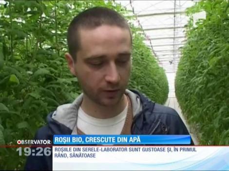 Roșii bio, crescute din apă