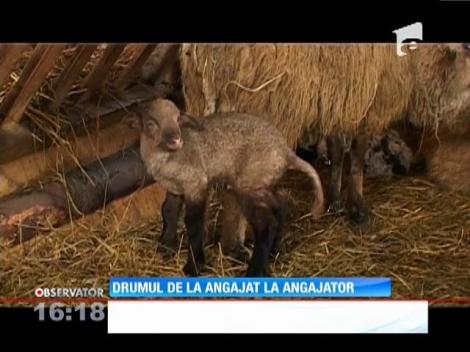 Economist de profesie, crescător de oi de succes