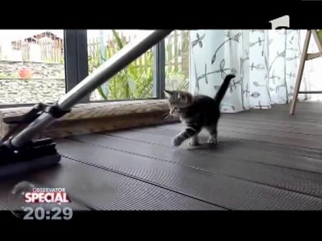 Special! Mopul e dușmanul pisoilor