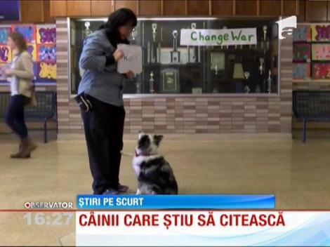 Câinii care știu să citească