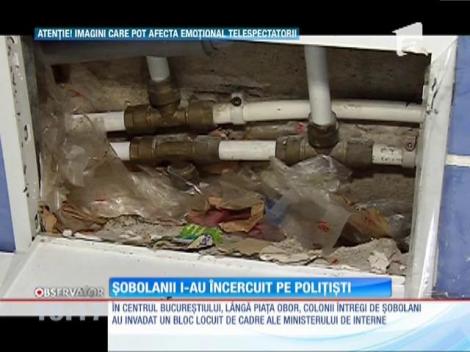Polițiștii aflați într-un bloc locuit de cadre ale Ministerului de Interne, încercuiți de șobolani