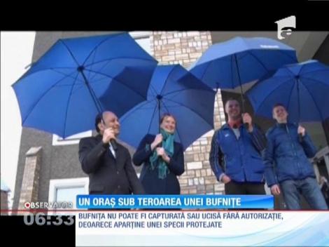 Locuitorii unui oraş din Olanda sunt terorizaţi de o bufniţă