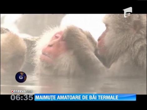 Un izvor termal din Japonia a devenit casa macacilor sălbatici