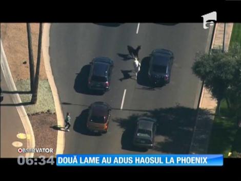 Doua lame au creat haos pe strazile din Phoenix