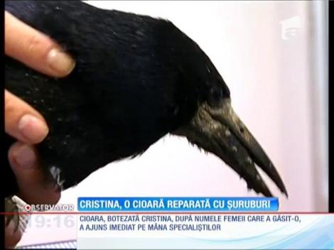 Medicii veterinari din Bucureşti au avut o misiune foarte grea. Au salvat-o de la moarte o cioara