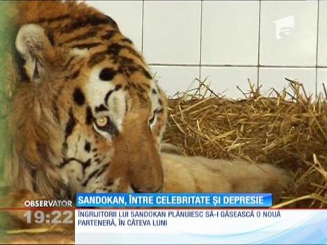 Sandokan, tigrul depresiv de la Grădina Zoologică din Galaţi