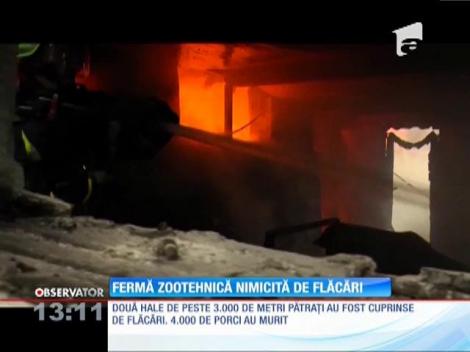 Fermă zootehnică nimicită de flăcări