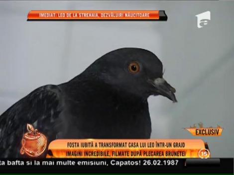 Fosta iubită a transformat casa lui Leo de la Strehaia într-un grajd