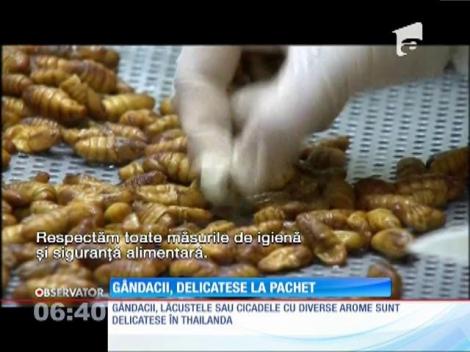 Insectele, cea mai nouă modă în materie de alimentaţie