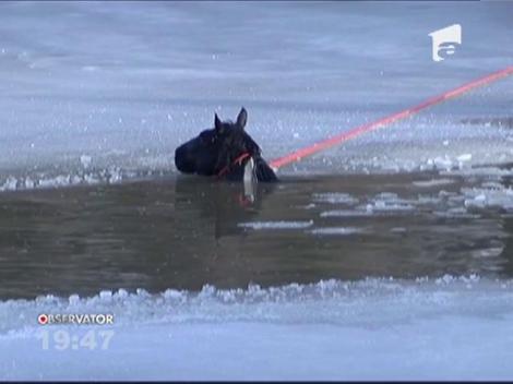 SUA: Un cal a fost salvat dintr-un lac înghețat