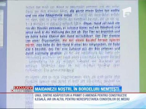 Maidanezii din România, în bordelurile din străinătate