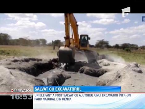 Kenya: Un elefant rămas blocat într-o mlaștină, salvat cu excavatorul
