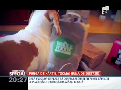 SPECIAL! C&acirc;inii iubesc la nebunie să distrugă pungile de h&acirc;rtie