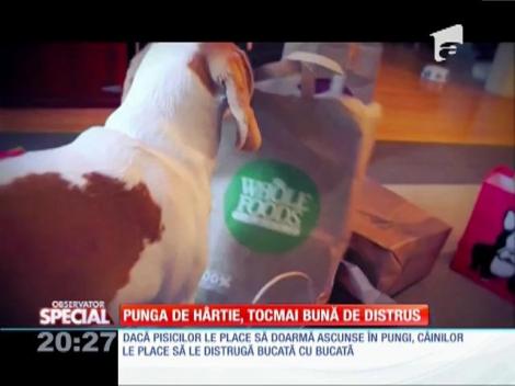 SPECIAL! Câinii iubesc la nebunie să distrugă pungile de hârtie